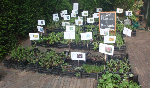 vaste planten