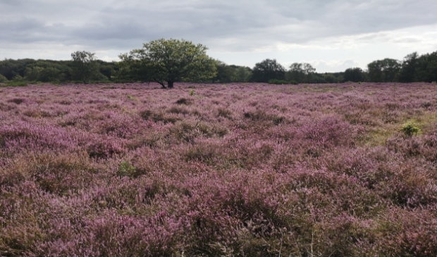 de prachtige heide 2021