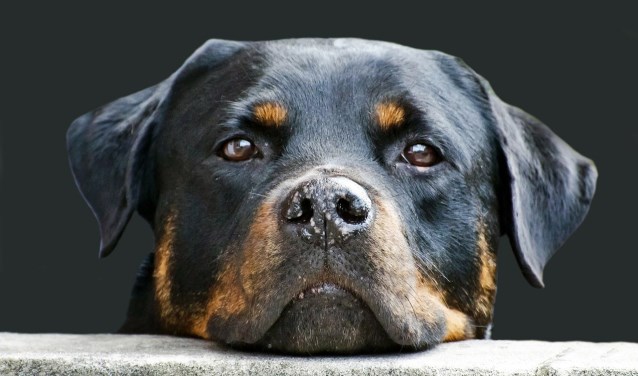 De ziekte van Weil is dodelijk voor honden, maar als het goed is, zijn deze ingeënt.