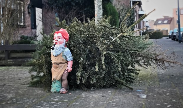De afgedankte kerstbomen worden tot compost verwerkt. Dat geldt niet voor tuinkabouters.