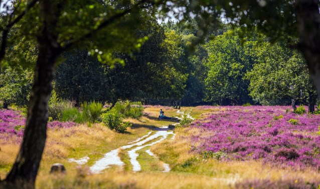 Hoorneboegse Heide in bloei