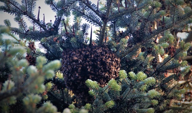 De bijen vormden een druppelvormige bel in de boom.