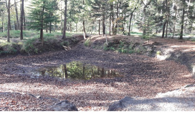 In de bossen van de Hooge Vuursche.