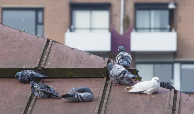 Duiven op het dak van een restaurant in de Oostermeent. Op de achtergrond de Rustmaat.
