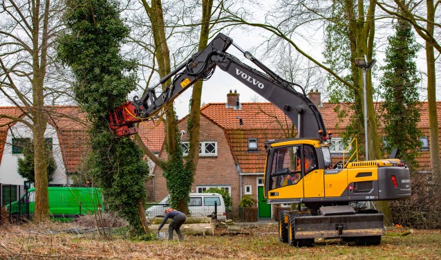 De bomenkap begon donderdagmorgen.