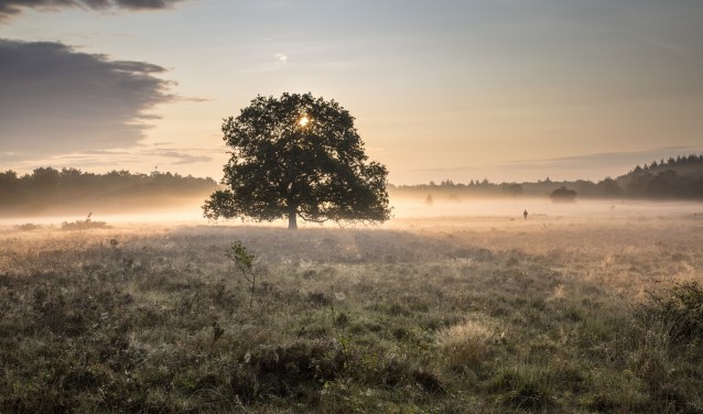 Natuur- en landschapsfotograaf Lemmens, ook bekend van de film 'Holland, natuur in de Delta', legde de hei op deze manier vast.