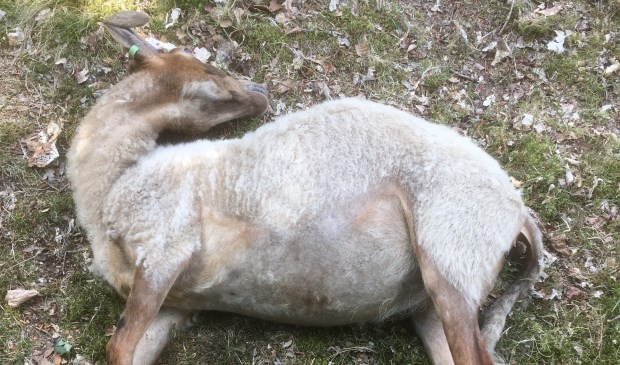 Een van de overleden schapen.