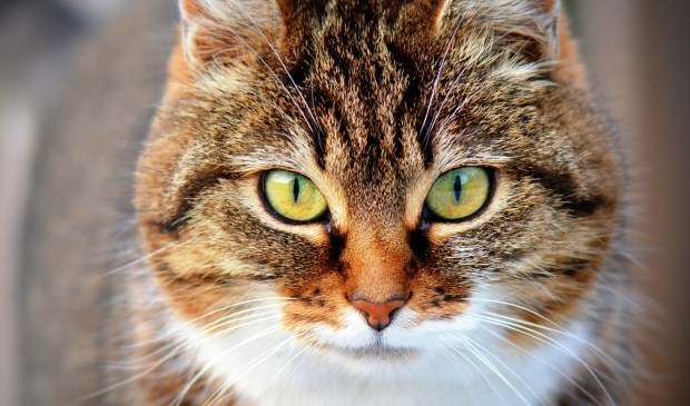 Niet de poes van het verhaal.