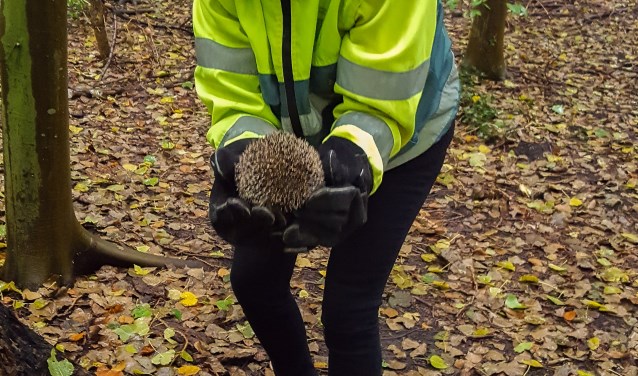 Annemiek van Kessel, hier met een egel, schreef een boek over de dierenambulance en kwam ook langs op IJburg.