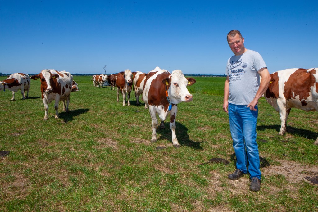 Bert Majoor tussen zijn roodbonte Montbéliarde koeien, een sterk ras uit de Franse Jura.