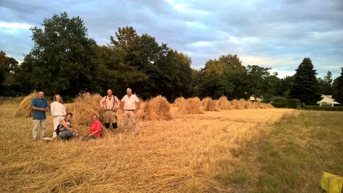 graan oogsten in Laren
