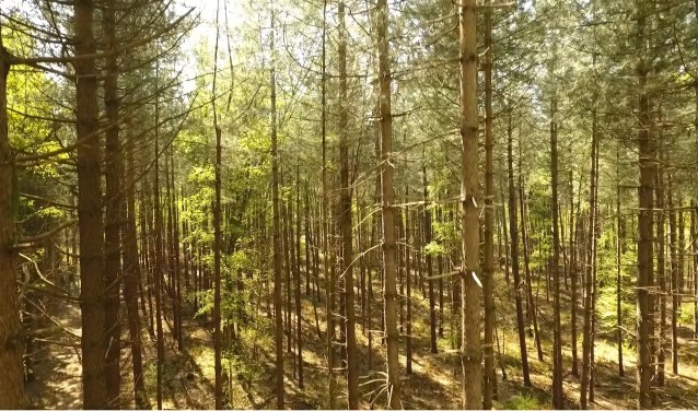 Een screenshot uit het filmpje dat Roy Visser met zijn drone maakte van de nieuwe bossen.