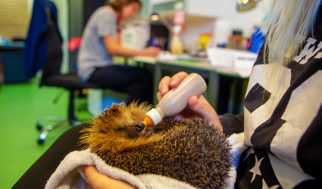 Een van de vrijwilligers voert een egel in de opvang.
