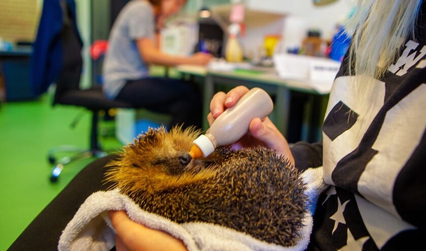 Een van de vrijwilligers voert een egel in de opvang.