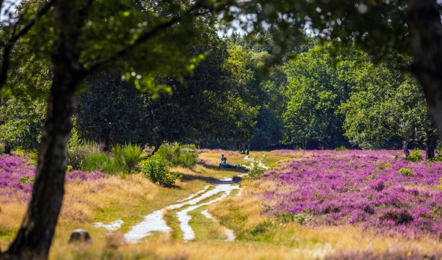 Hoorneboegse heide.