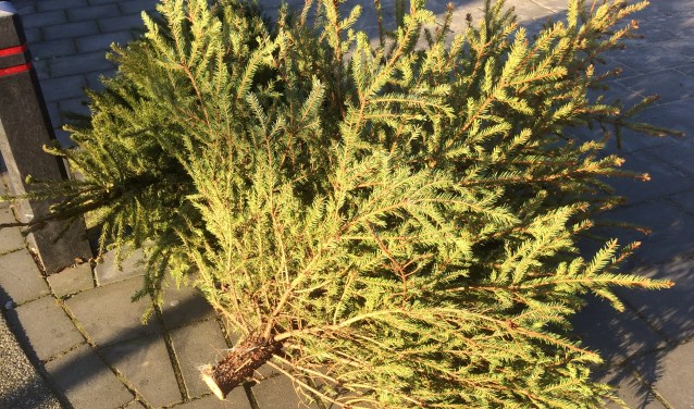 De bomen moeten op de dag van inzameling voor 7.30 uur aan de weg worden gezet.