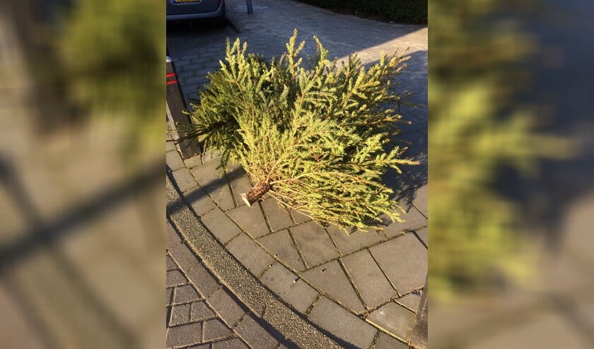 De bomen moeten op de dag van inzameling voor 7.30 uur aan de weg worden gezet.