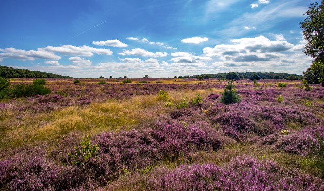 Hoorneboegse Heide in bloei.