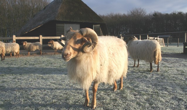 Heel veel kinderen mogen op een uitje naar de Schaapskooi in Blaricum.