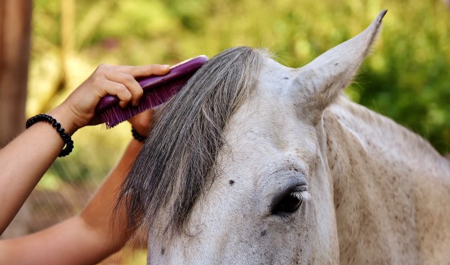 Genieten van een dagje tussen de pony's.