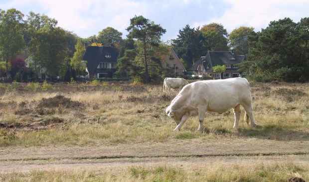 De Charolaisrunderen grazen weer op de Limitische heide en daarom moeten honden daar aan de lijn.