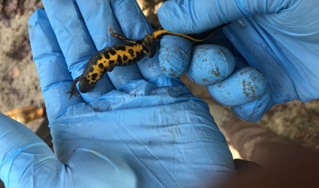 Kamsalamander buikzijde.