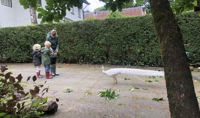 De familie Wilts ving de pauw.