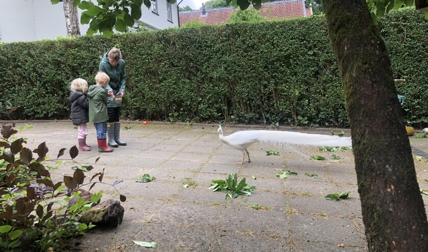 De familie Wilts ving de pauw.