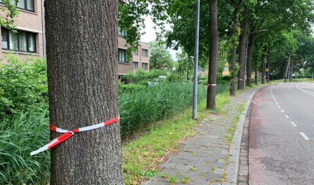 De bomen waarin de rupsen zitten, zijn met linten gemarkeerd.