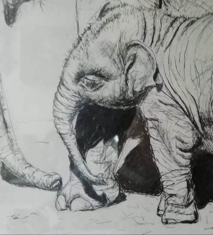 schetsfragment uit 'de olifant in de glazen kast' van Norah Whitmarsh