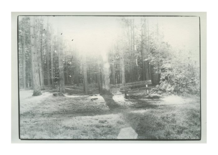 Memoirs of a forest bench - Melanie van der Linde