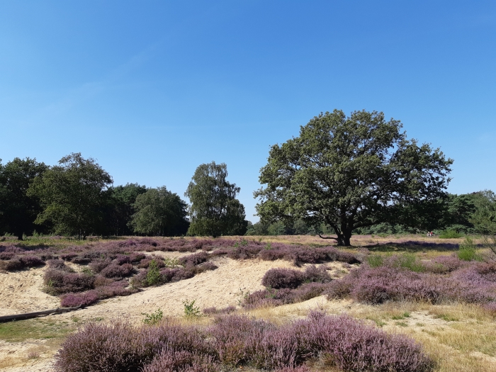hei het gooi
