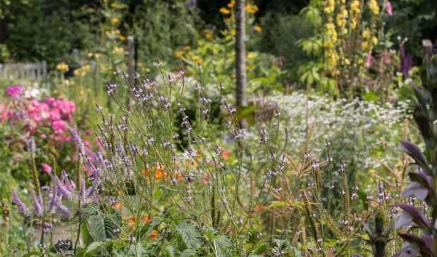 Een zee aan bloeiende planten, zeer zeldzame en bekende.