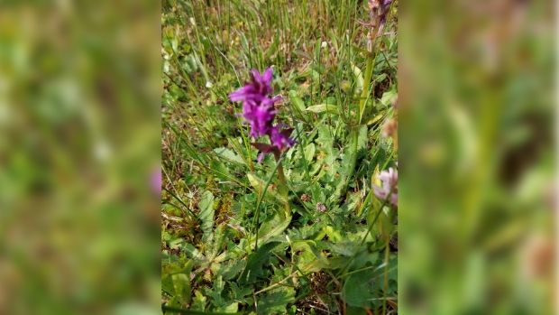 Rietorchis