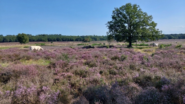 Hoorneboegse hei