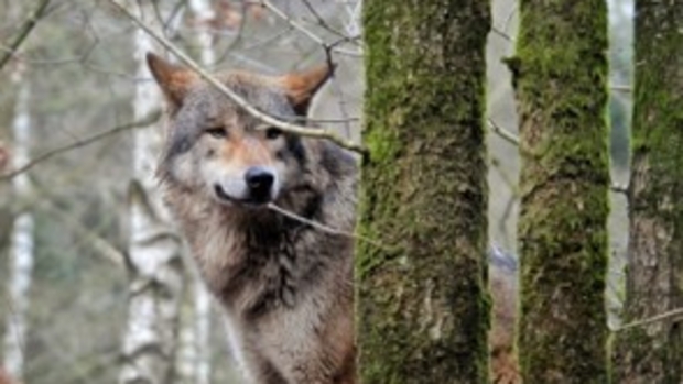 De wolf