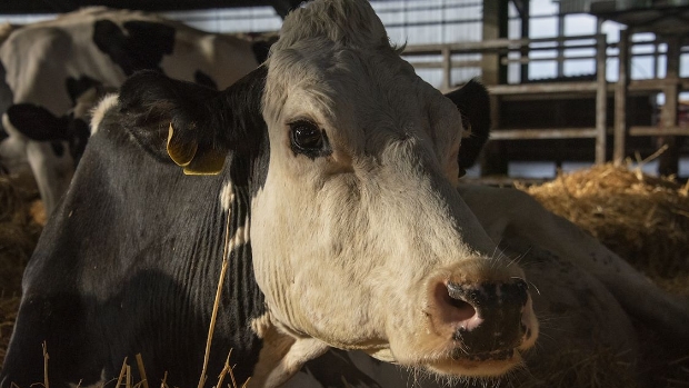 Documentaire Cow (VK 2021)