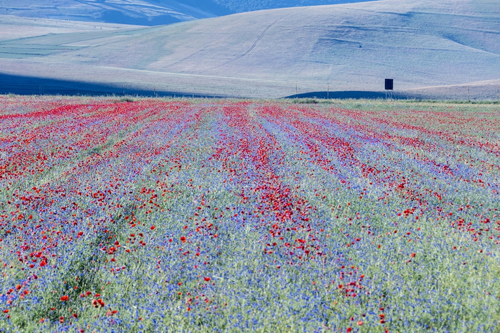 Bloemen in Monte Sibillini NP Italie