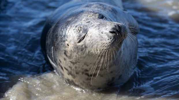Portret van een grijze zeehond