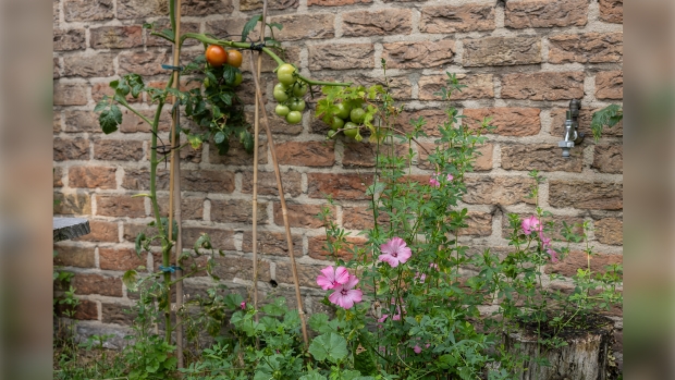 moestuin Uitwijk