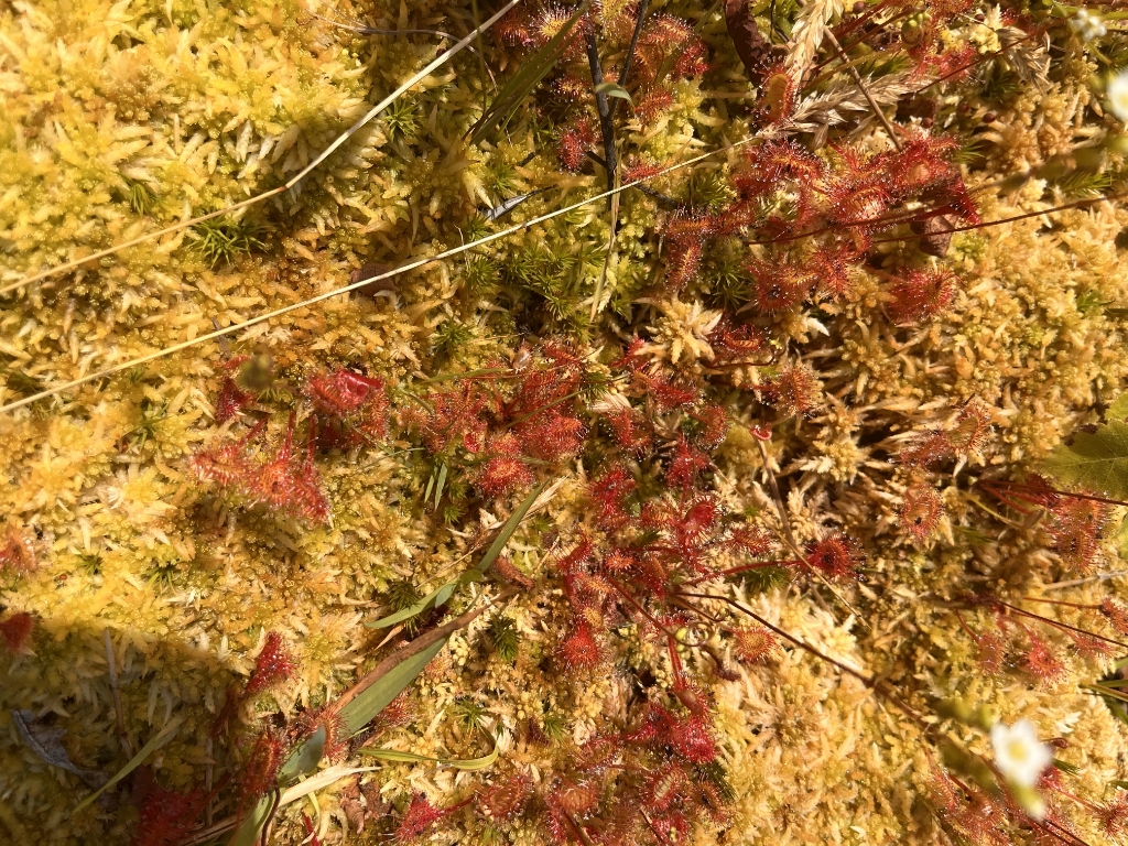 Een inlandse orchidee, de rietorchis