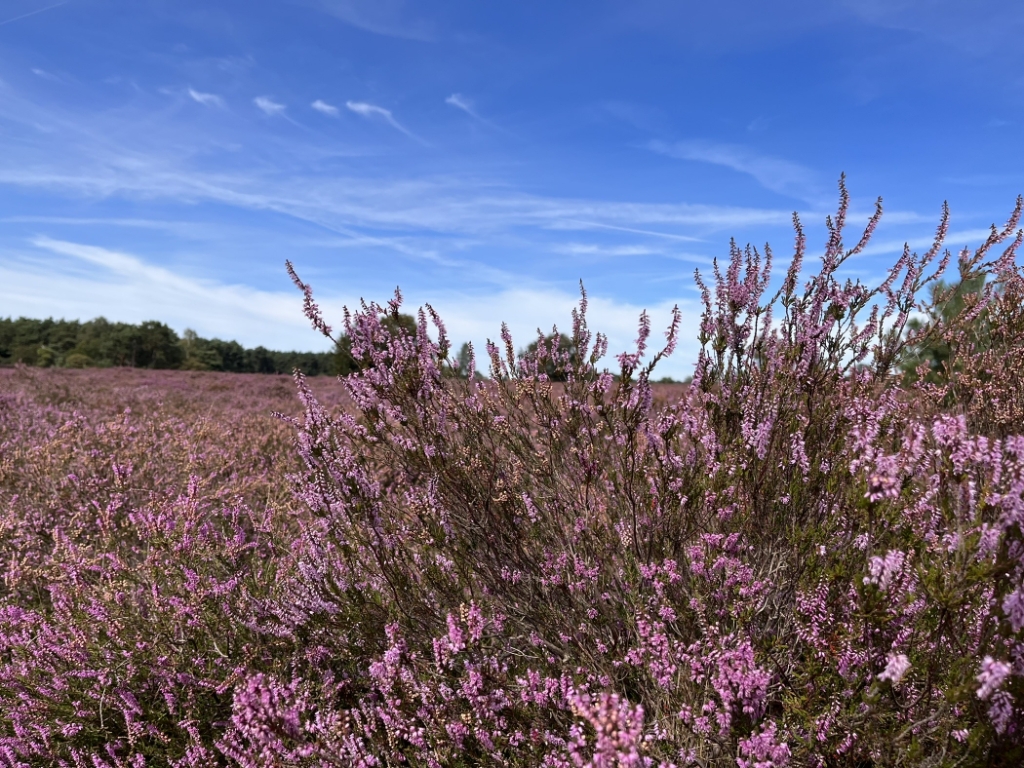 De bloeiende heide