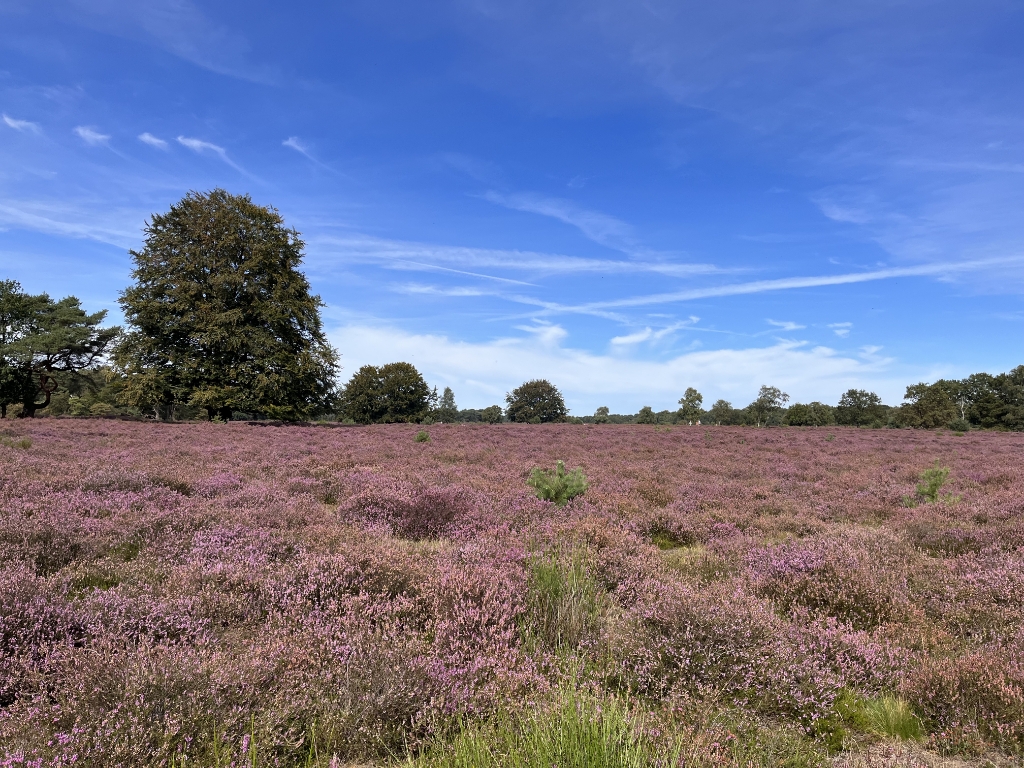 Ontmoetingsplek 