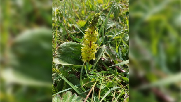 Grote keverorchis