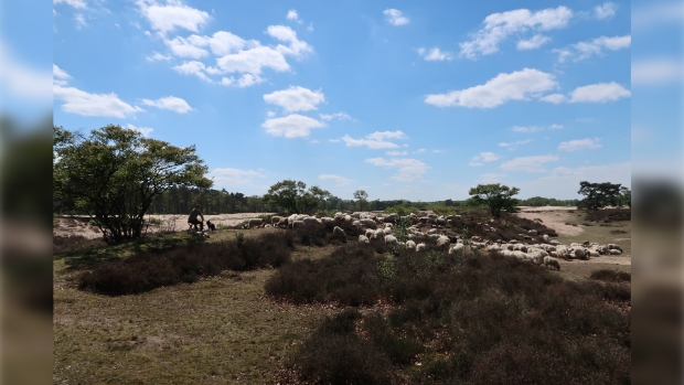 Zuiderheide