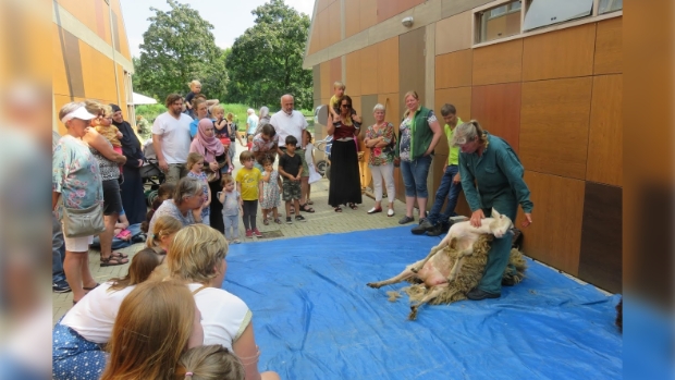 schaapscheerder Marjon maakt er weer een mooie demonstratie van