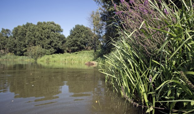 Oeverzone met egelskop, liesgras en bloeiende kattenstaart.