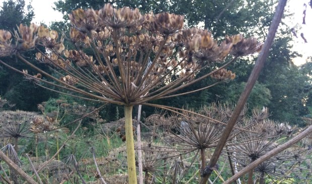 Invasieve niet-inheemse planten, zoals reuzenberenklauw zijn steeds vaker de oorzaak van bezorgdheid.