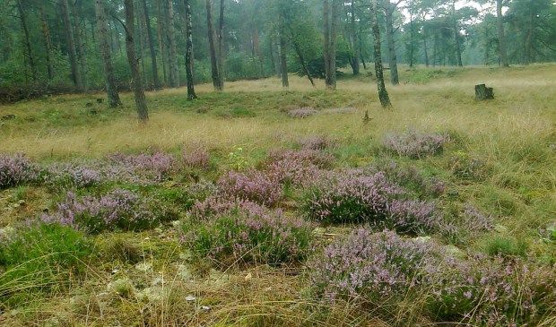 Nieuwe heide op oude grond.