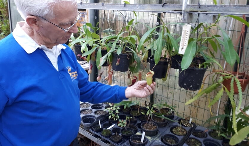 Koos Wubben met een bekerplant.